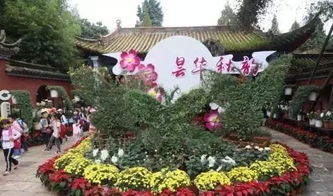 昆明中秋賞菊正當(dāng)時(shí)，曇華寺公園精品科普菊花展盛大開幕